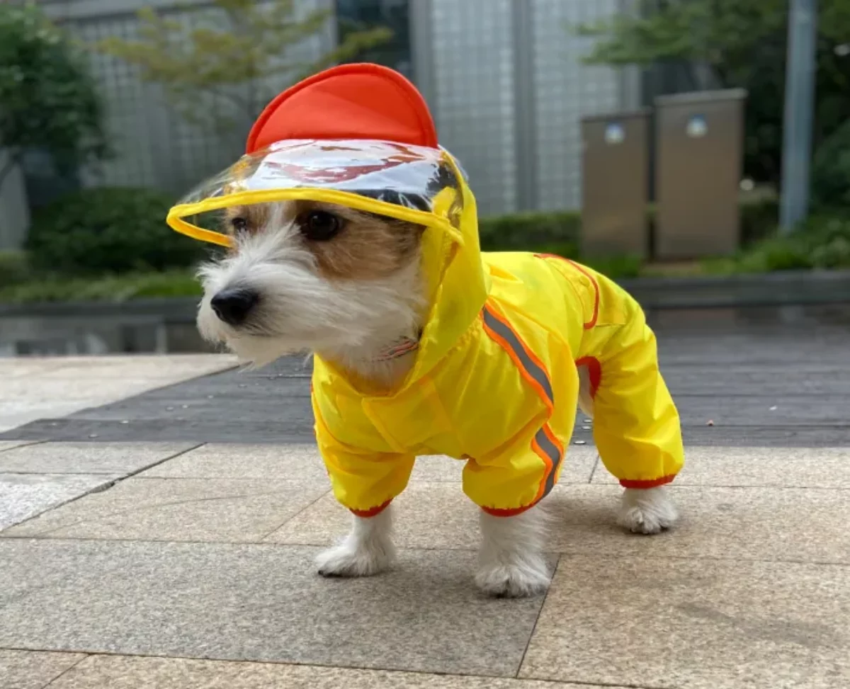 Buy Fofos Dog Raincoat Duck, Lightweight Waterproof ITP