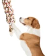 Fofos Flossy Rope Dog Toy Braided