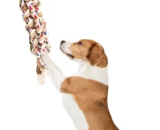 Fofos Flossy Rope Dog Toy Braided at ithinkpets.com (2)