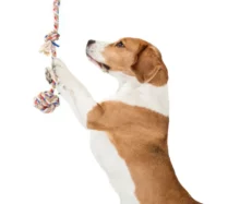 Fofos Flossy Rope Dog Toy with Ball at ithinkpets.com (2)