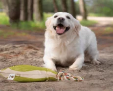 Fofos Flossy Rope Toy with Sloth Dog Toy at ithinkpets.com (2)