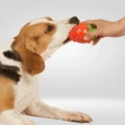 Fofos Fruity Bites Crazy Strawberry, Dog Squeaky Toy