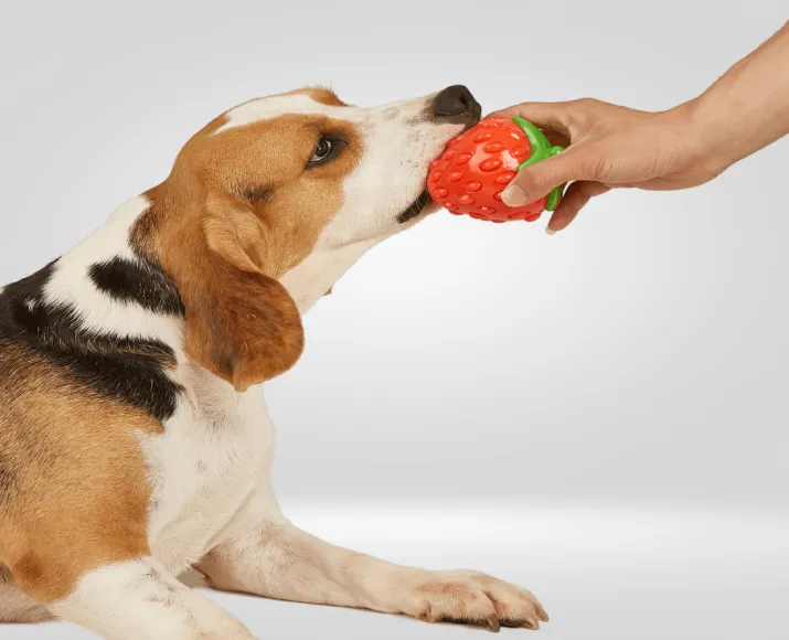 Fofos Fruity Bites Crazy Strawberry, Dog Squeaky Toy at ithinkpets.com (2)
