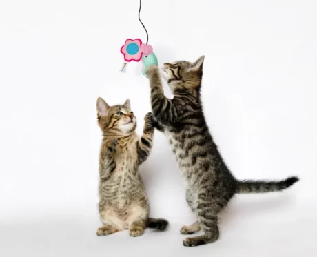 Fofos Magn Teaser Garden Interactive Cat Teaser Toy at ithinkpets.com (2)