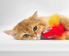 Fofos Parrot with Catnip balls, Cat Interavtive Toy at ithinkpets.com (2)