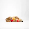 Fofos Parrot with Catnip balls, Cat Interavtive Toy