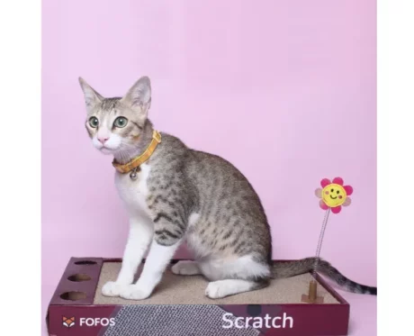 Fofos Rock And Roll Play Box Cat Scratch Toy at ithinkpets.com (2)
