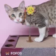 Fofos Rock And Roll Play Box Cat Scratch Toy