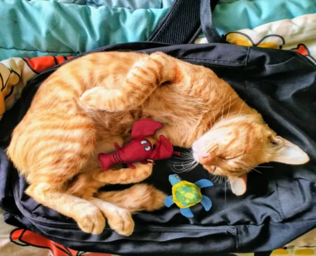 Fofos Summer Catnip Cat Toy Turtle with Lobster at ithinkpets.com (2)