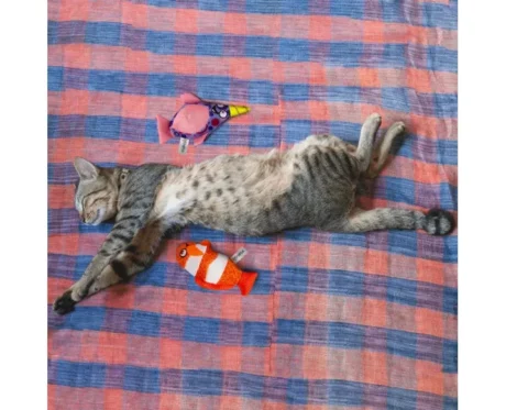 Fofos Summer Catnip Cat Toy Whale with Clown Fish, Pack of 2 at ithinkpets.com (2)
