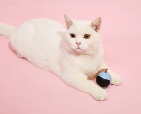 Fofos Tumbler Interactive Cat Toy at ithinkpets.com (2)