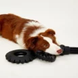 Fofos Tough Tyre Dog Chew Toy