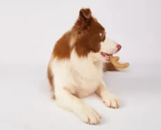 Fofos Woodplay Antler, Tough Chew Dog Toy at ithinkpets.com (2)