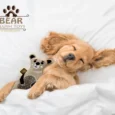 Jazz My Home Bear Dog Plush Toy