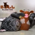 Jazz My Home Bull Dog Plush Toy