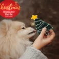 Jazz My Home Christmas Tree Dog Plush Toy