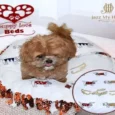 Jazz My Home Puppy Love Dog Bed