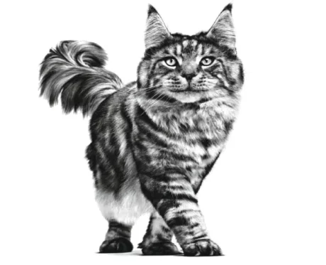 Royal Canin Anallergic Veterinary Diet Cat Dry Food at ithinkpets.com (2)
