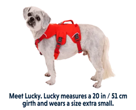 Ruffwear Web Master Red Currant at ithinkpets.com