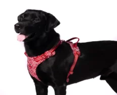 Truelove Floral No Pull Pet Harness Poppy Red at ithinkpets.com