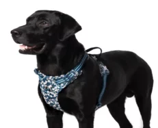 Truelove Floral No Pull Pet Harness Saxony Blue at ithinkpets.com