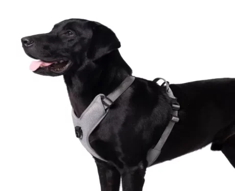 Truelove Harness With Reflective Fabric Gray at ithinkpets.com