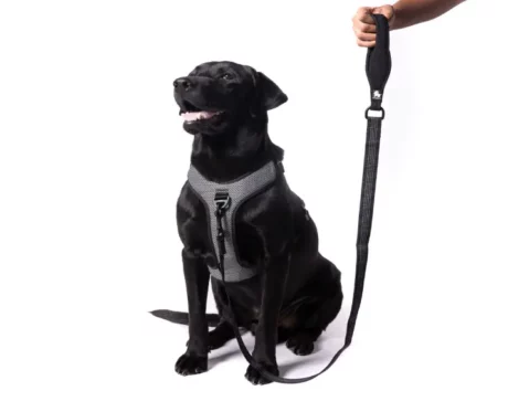 Truelove Nylon Leash Black at ithinkpet.com