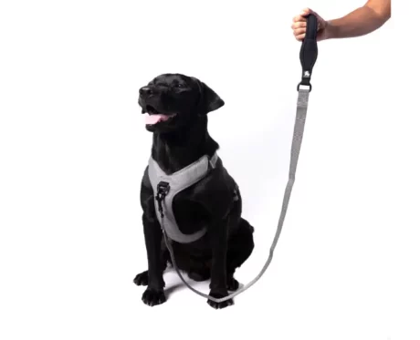 Truelove Nylon Leash Gray at ithinkpets.com