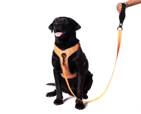 Truelove Nylon Leash Orange at ithinkpets.com