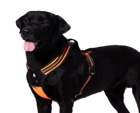 Truelove Sports Harness Orange at ithinkpets.com (1)