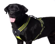 Truelove Sports Harness neon yellow at ithinkpets.com (1)