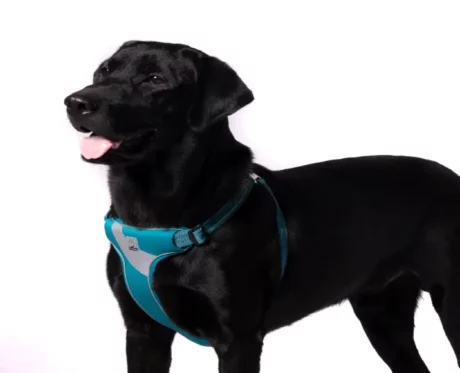 Truelove Step in Harness Blue at ithinkpets.com