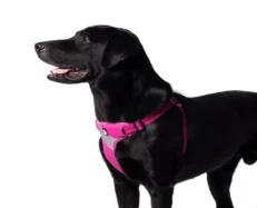 Truelove Step in Harness Fuchsia at ithinkpets.com