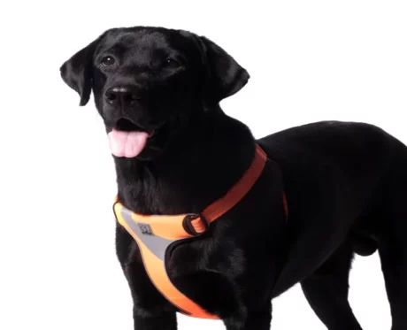 Truelove Step in Harness Orange at ithinkpets.com