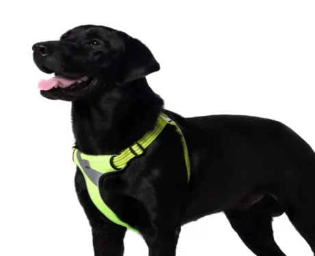 Truelove Step in Harness Yellow at ithinkpets.com