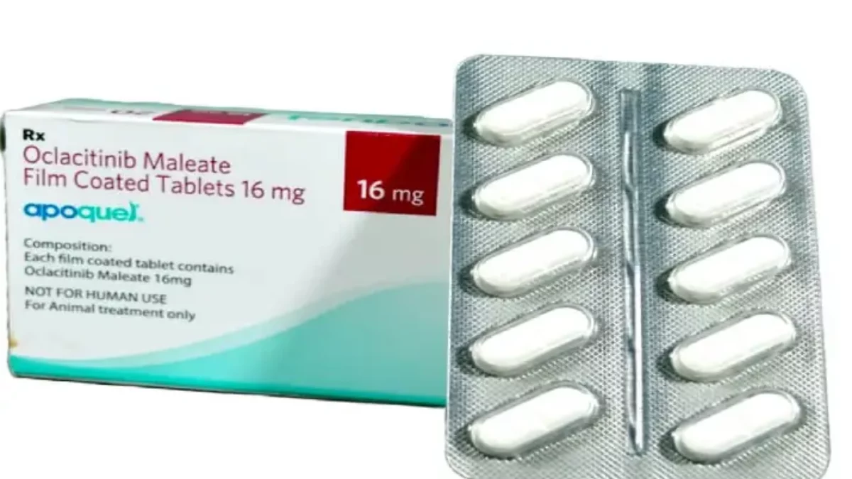 Oclacitinib maleate for dogs best sale