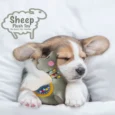 Jazz My Home Sheep Plush Dog Toy
