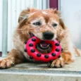 Kong Dotz Circle, Dog Chew Toy