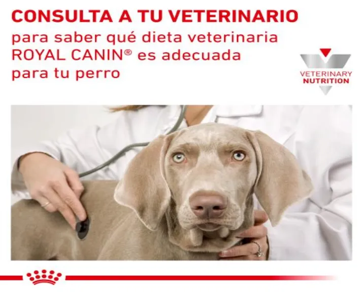 Royal Canin Diabetic Dog Dry Food at ithinkpets.com (8)