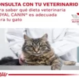 Royal Canin Hypoallergenic Cat Dry Food