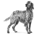 Royal Canin Veterinary Urinary S/O Dog Thin Slices in Gravy, 100 Gms
