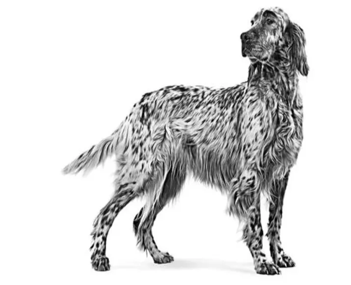 Royal Canin Veterinary Urinary S.O Dog Thin Slices in Gravy, 100 Gms at ithinkpets.com (3)