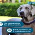 Elanco Seresto Collar For Large Dogs for Flea & Tick Treatment & Prevention, Above 8 Kgs