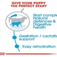 Royal Canin Giant Starter Dog Dry Food