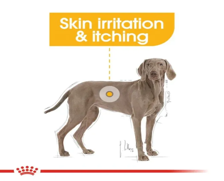 Royal Canin Maxi Dermacomfort Dog Dry Food at ithinkpets.com (2)
