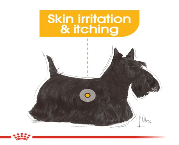 Royal Canin Mini Dermacomfort Adult Dry Dog Food at ithinkpets.com (3)