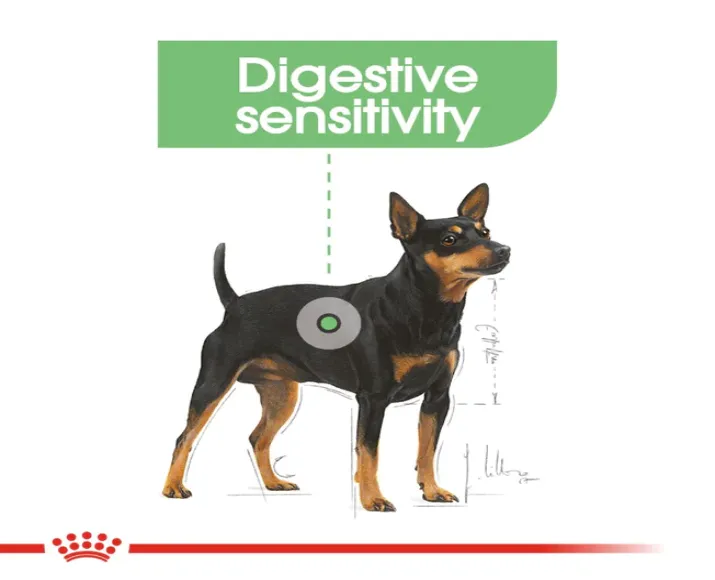 Royal Canin Mini Digestive Care Adult Dry Dog Food at ithinkpets.com (2)