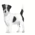 Royal Canin Veterinary Urinary SO Small Dog Dry Food