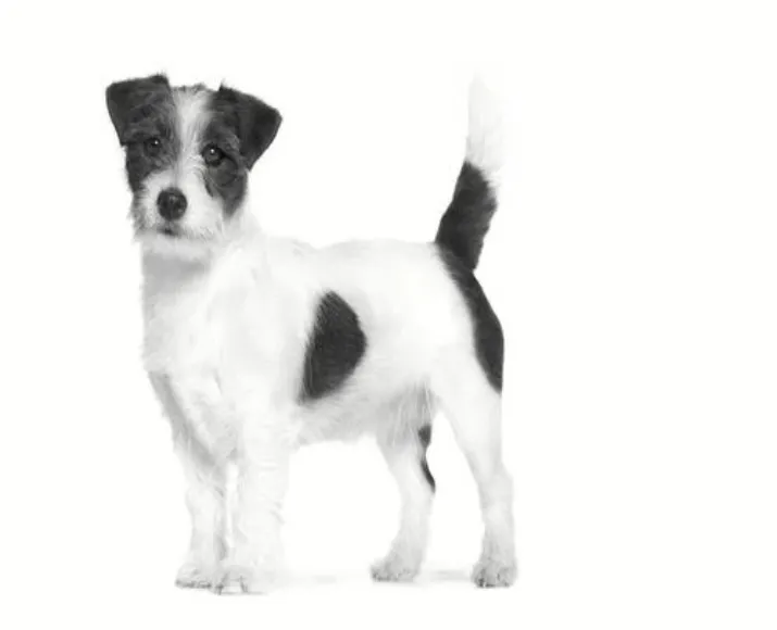 Royal Canin Veterinary Urinary SO Small Dog Dry Food at ithinkpets.com (4)