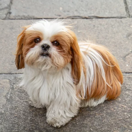 Shih Tzu's at ithinkpets 